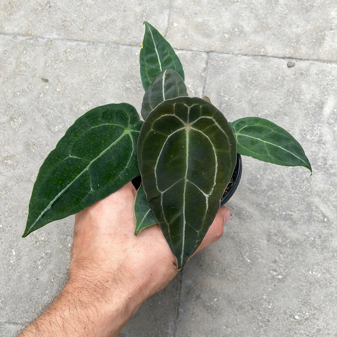 Anthurium Forgetii