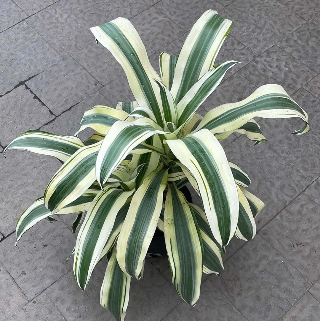 Dracena Aspen