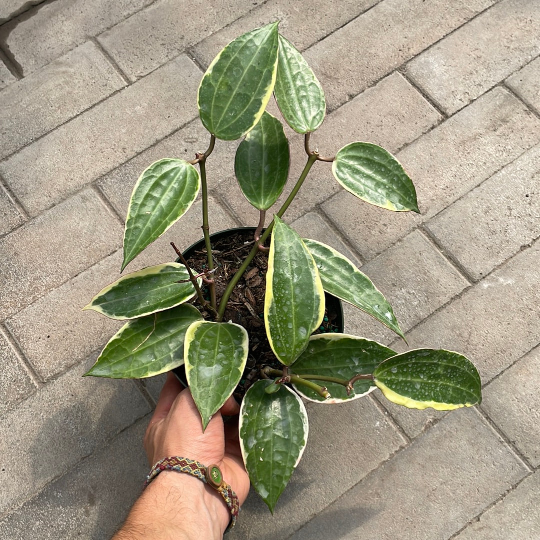 Hoya Macrophylla