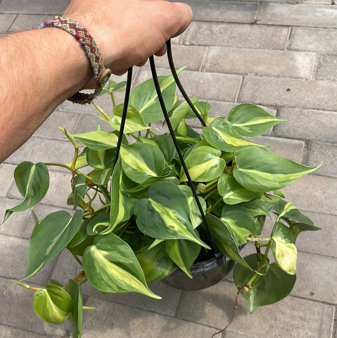 Philodendron Brazil