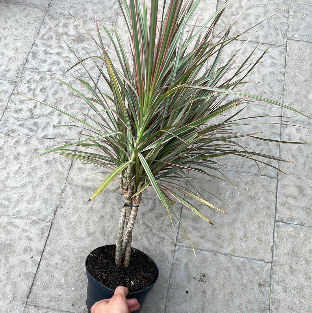 Dracena Bicolor Braid