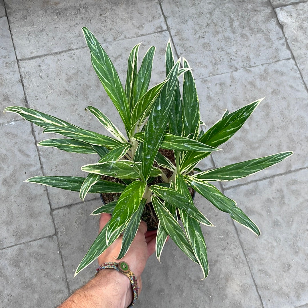 Aglaonema Rice Leafs