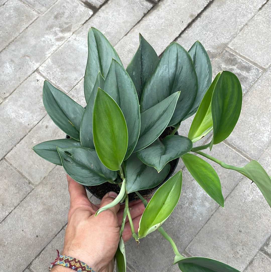 Scindapsus Sterling