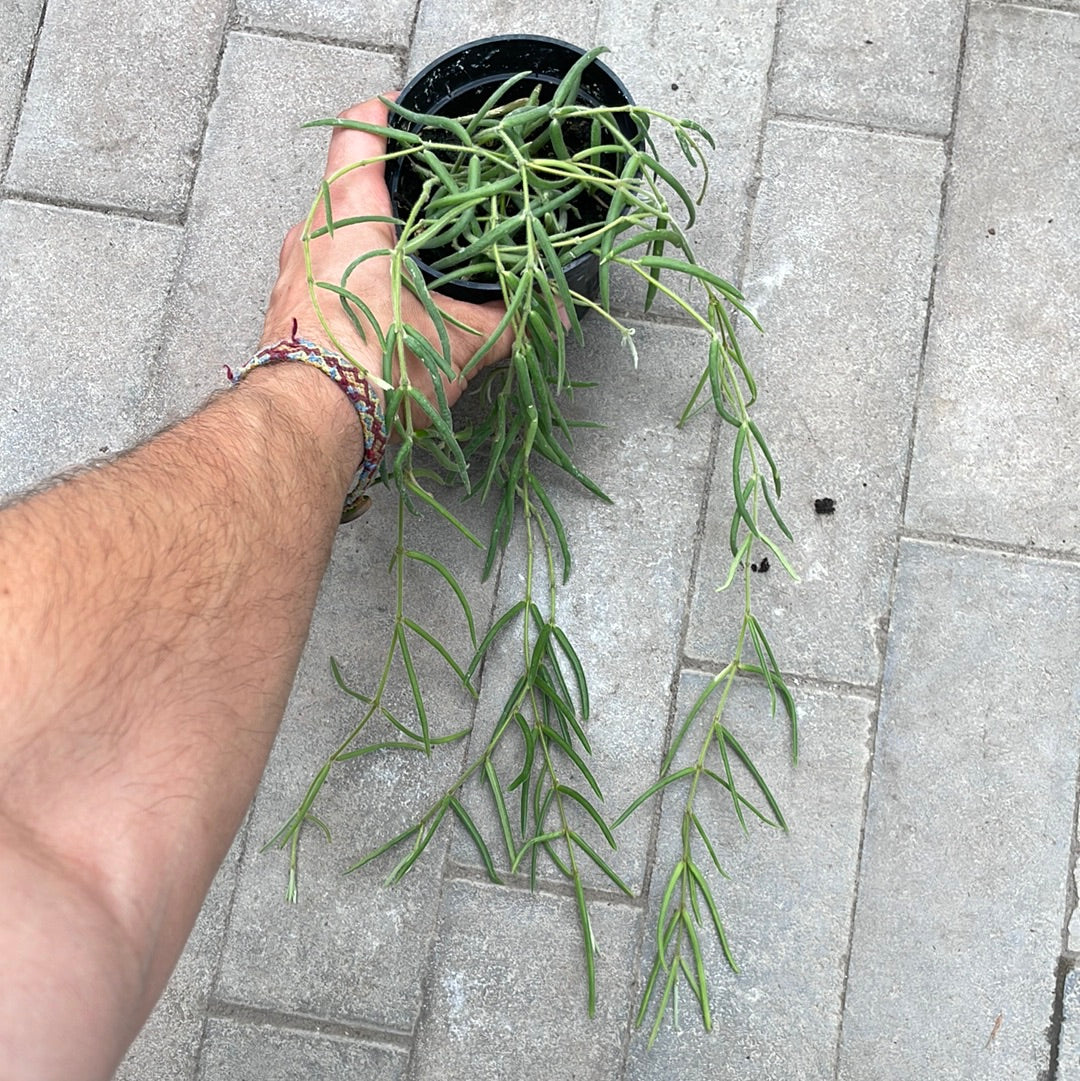 Hoya Linearis