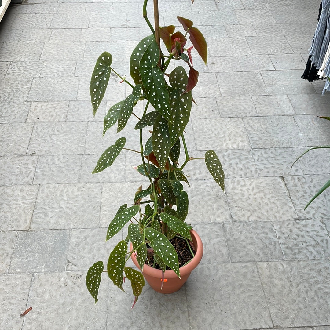 Begonia Maculata