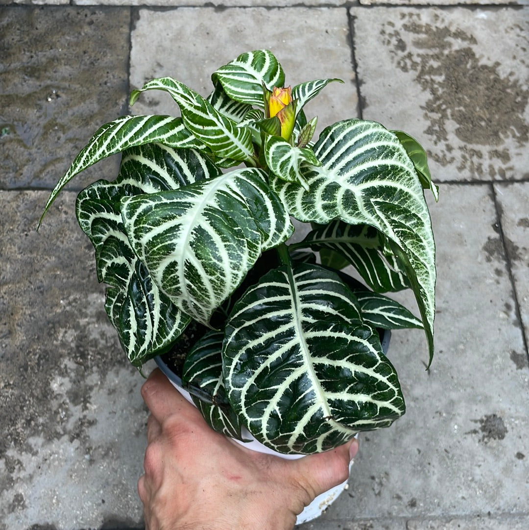 Aphelandra