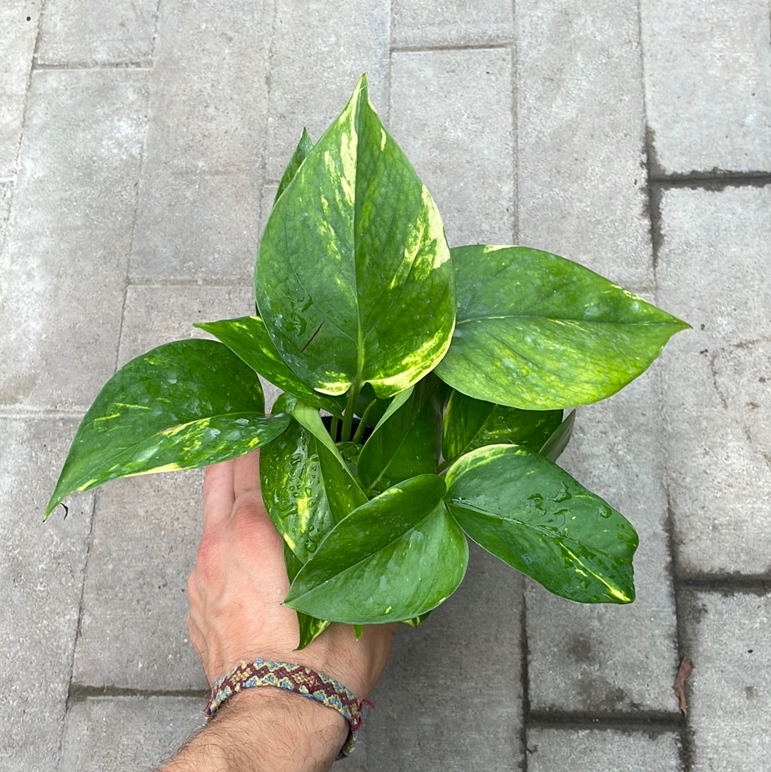 Pothos Golden