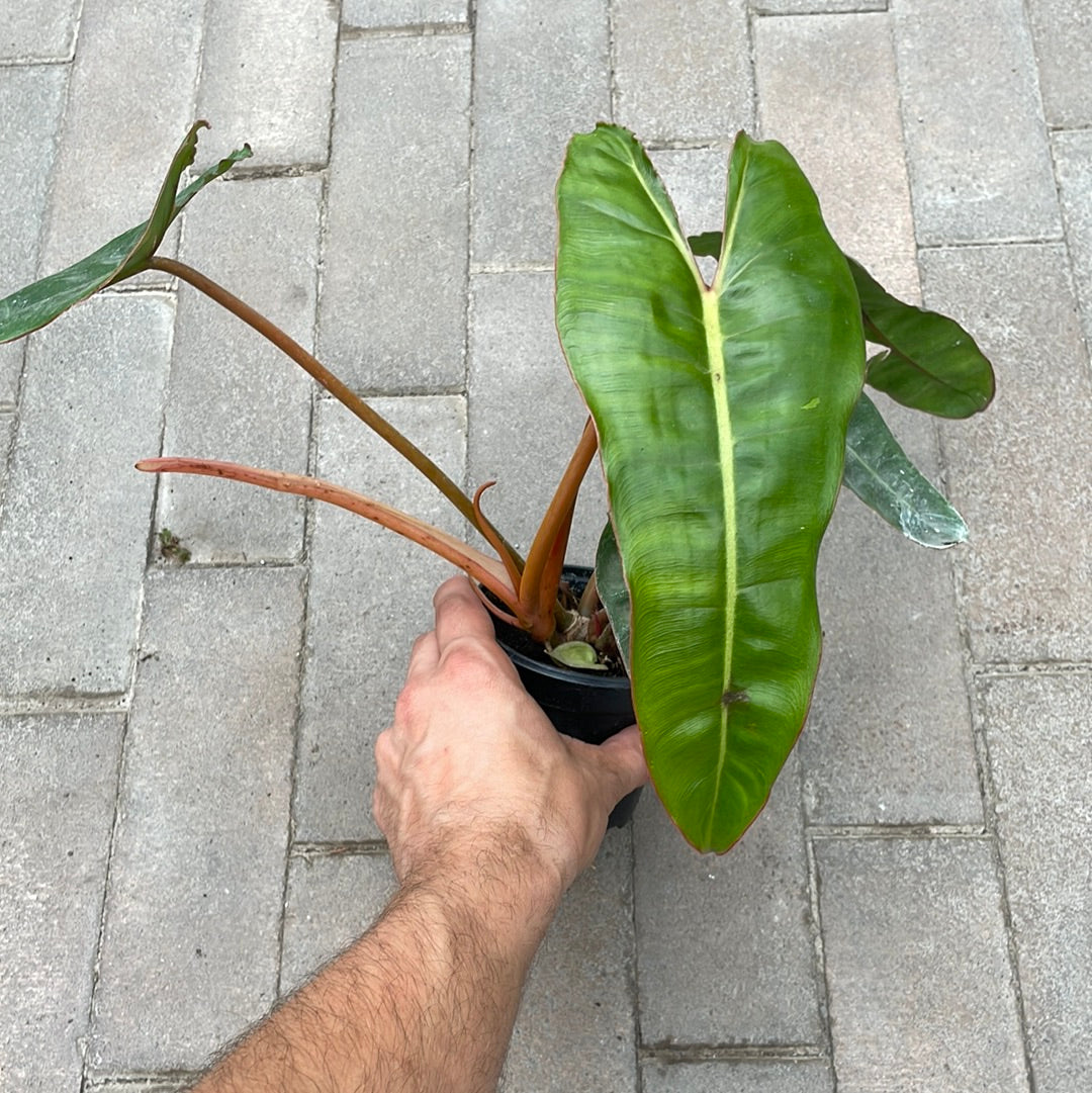 Philodendron Bilitiae