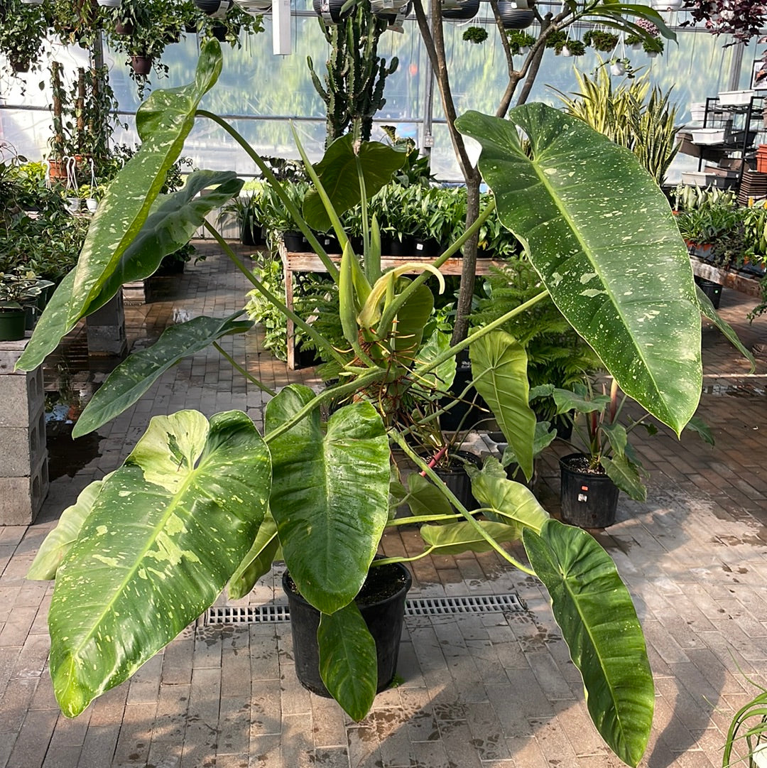 Philodendron Jose Buono