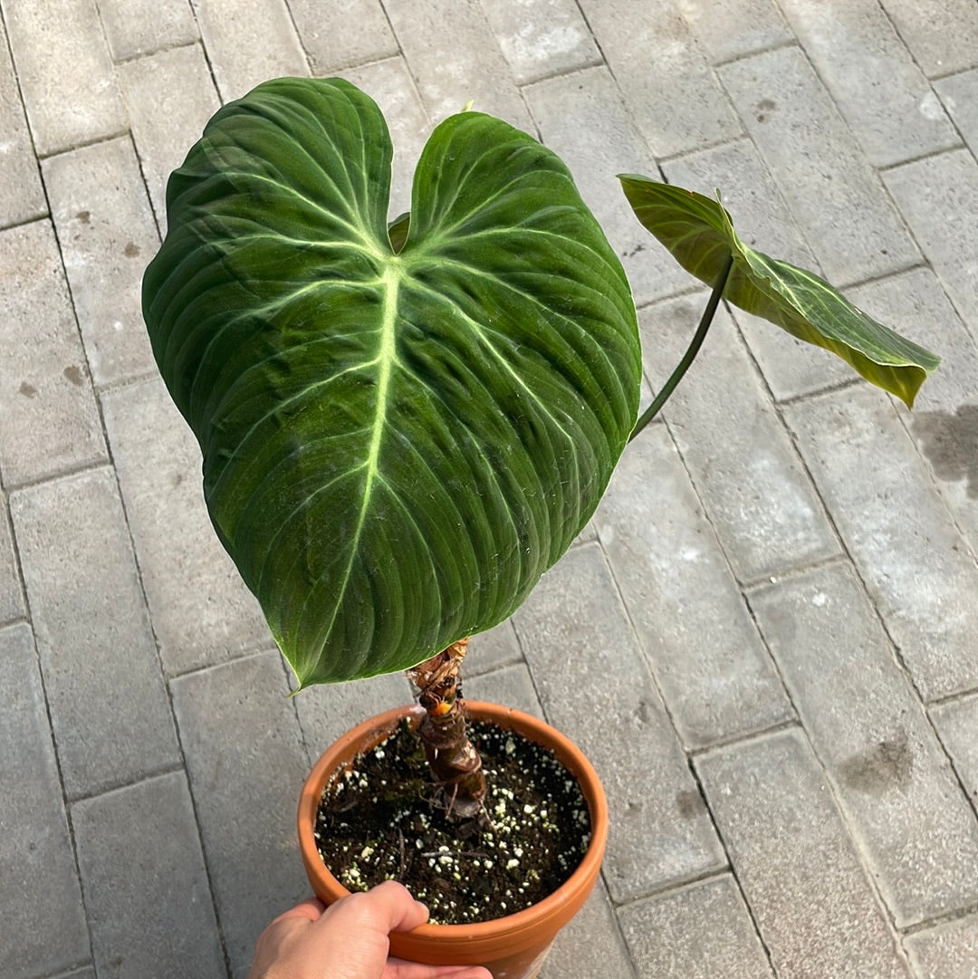 Philodendron Rubrijuvenile