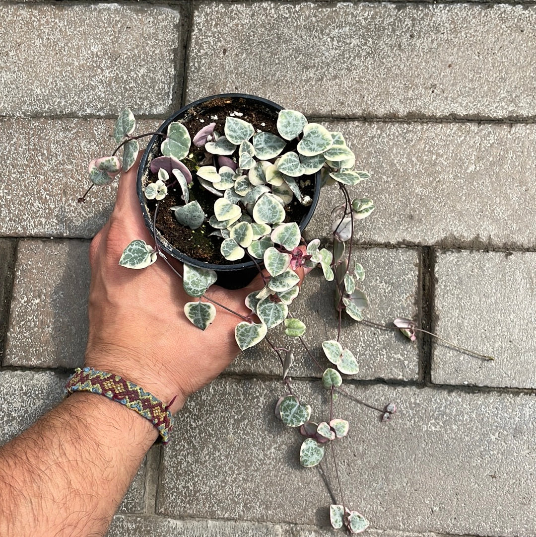 Ceropegia Woodii Variegata