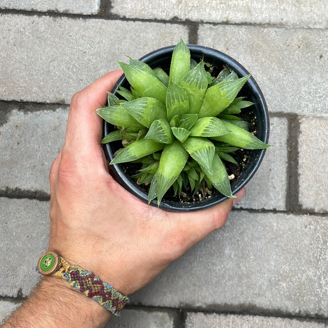 Haworthia Cymbiformis