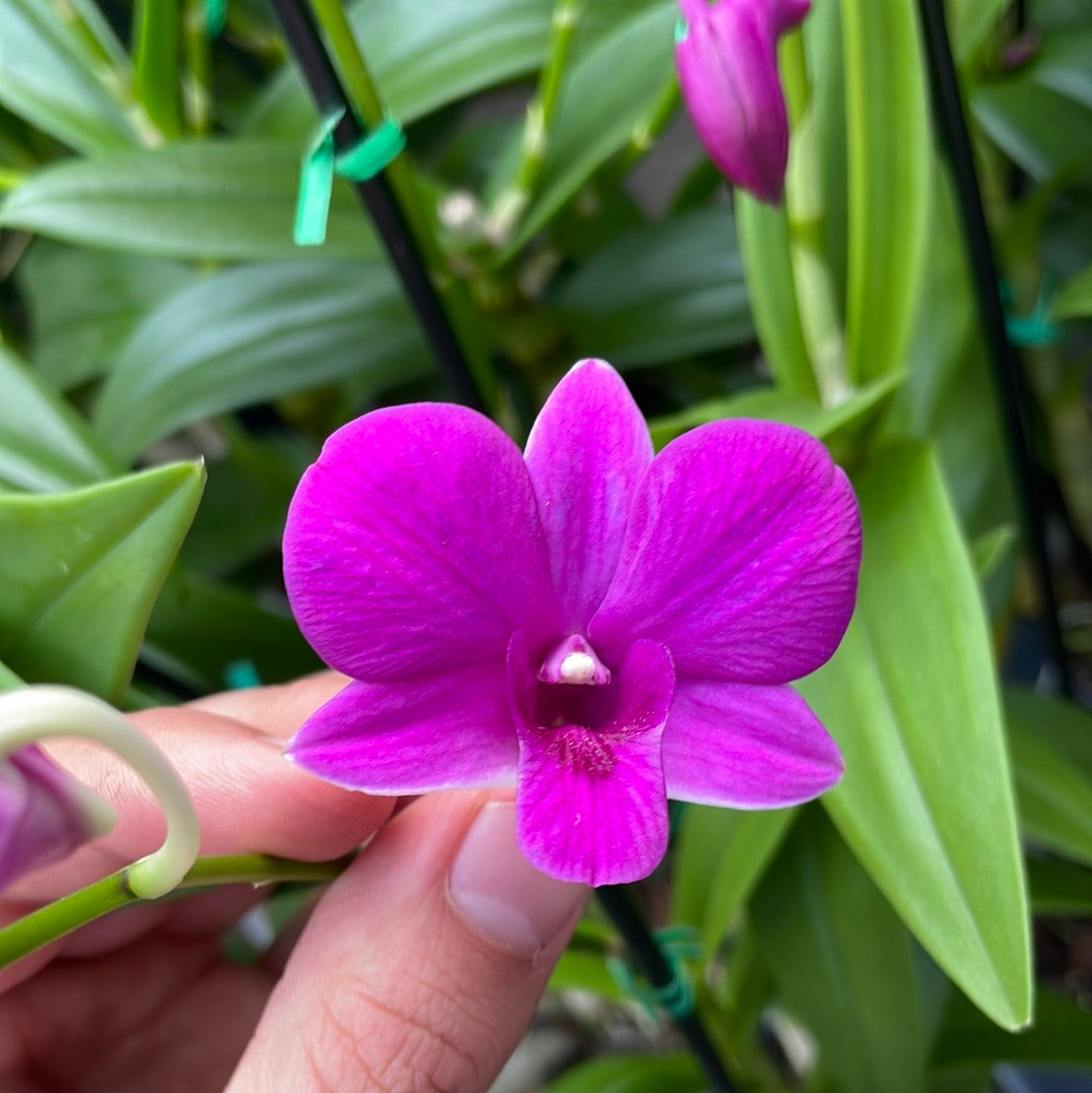 Dendrobium
