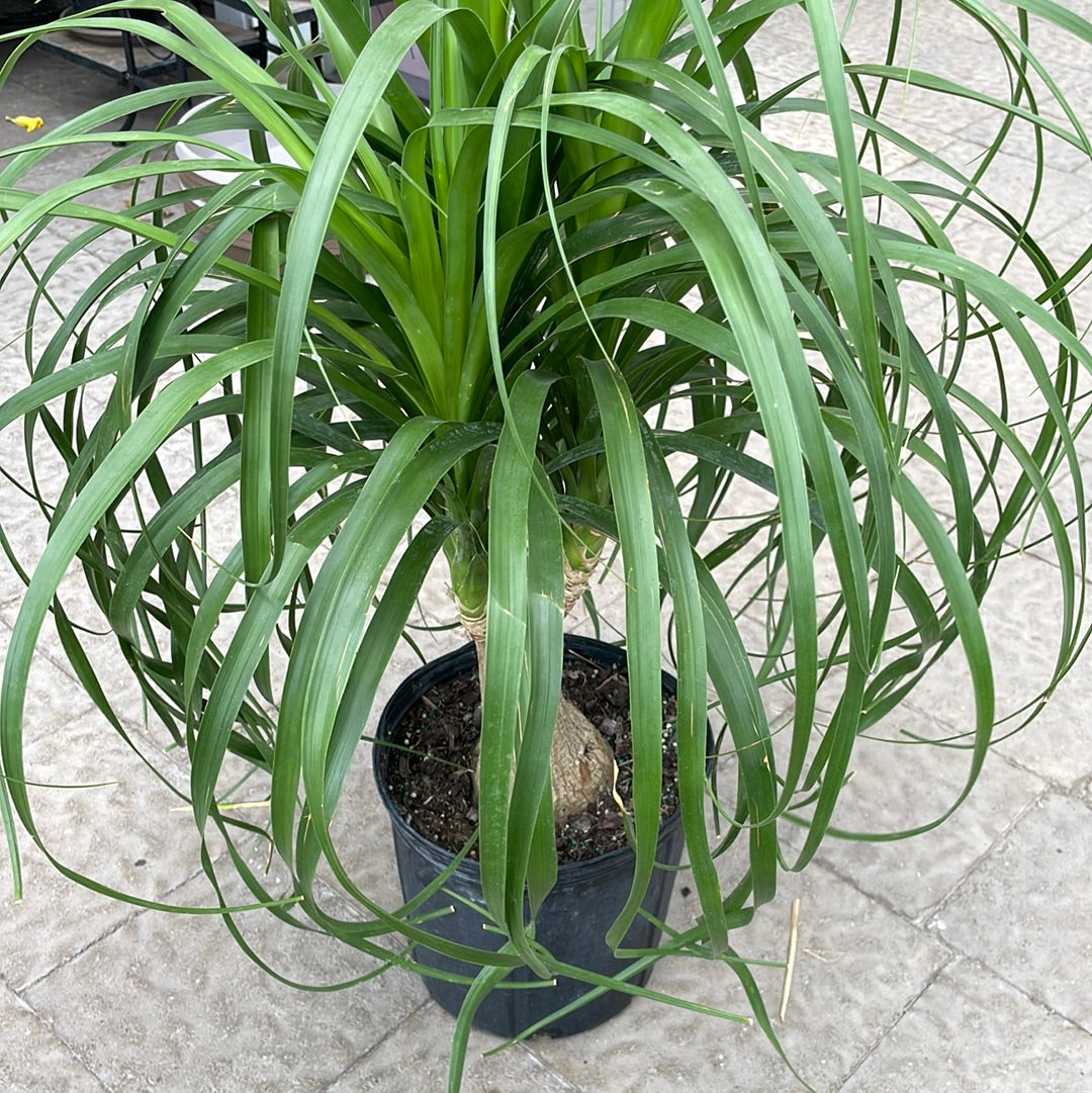 Beaucarnea Ponytail Palm