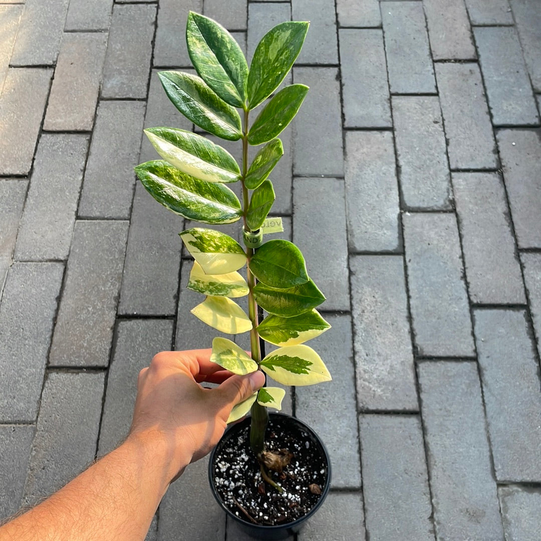 Zz Variegata