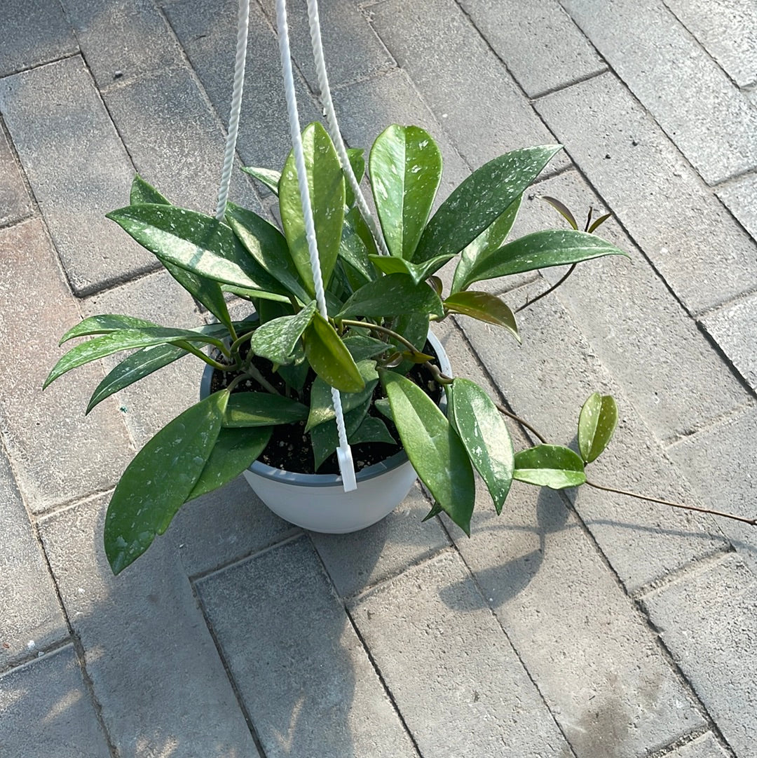 Hoya Pubicalyx