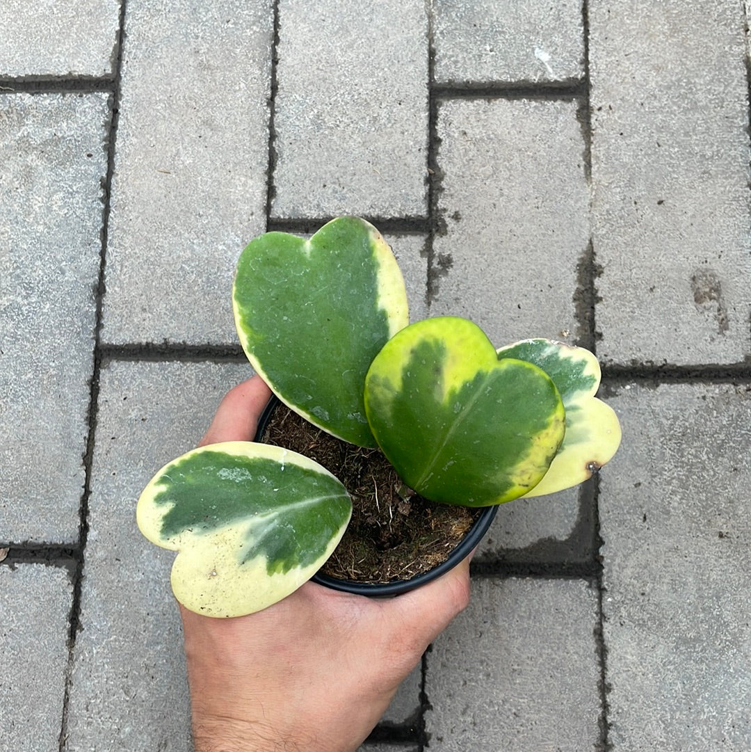 Hoya Kerrii Variegata