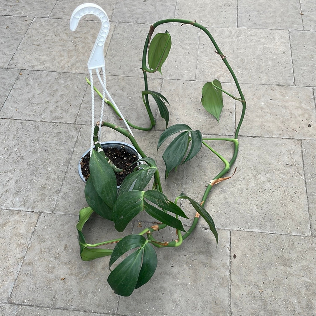 Rhaphidophora Decursiva 6”