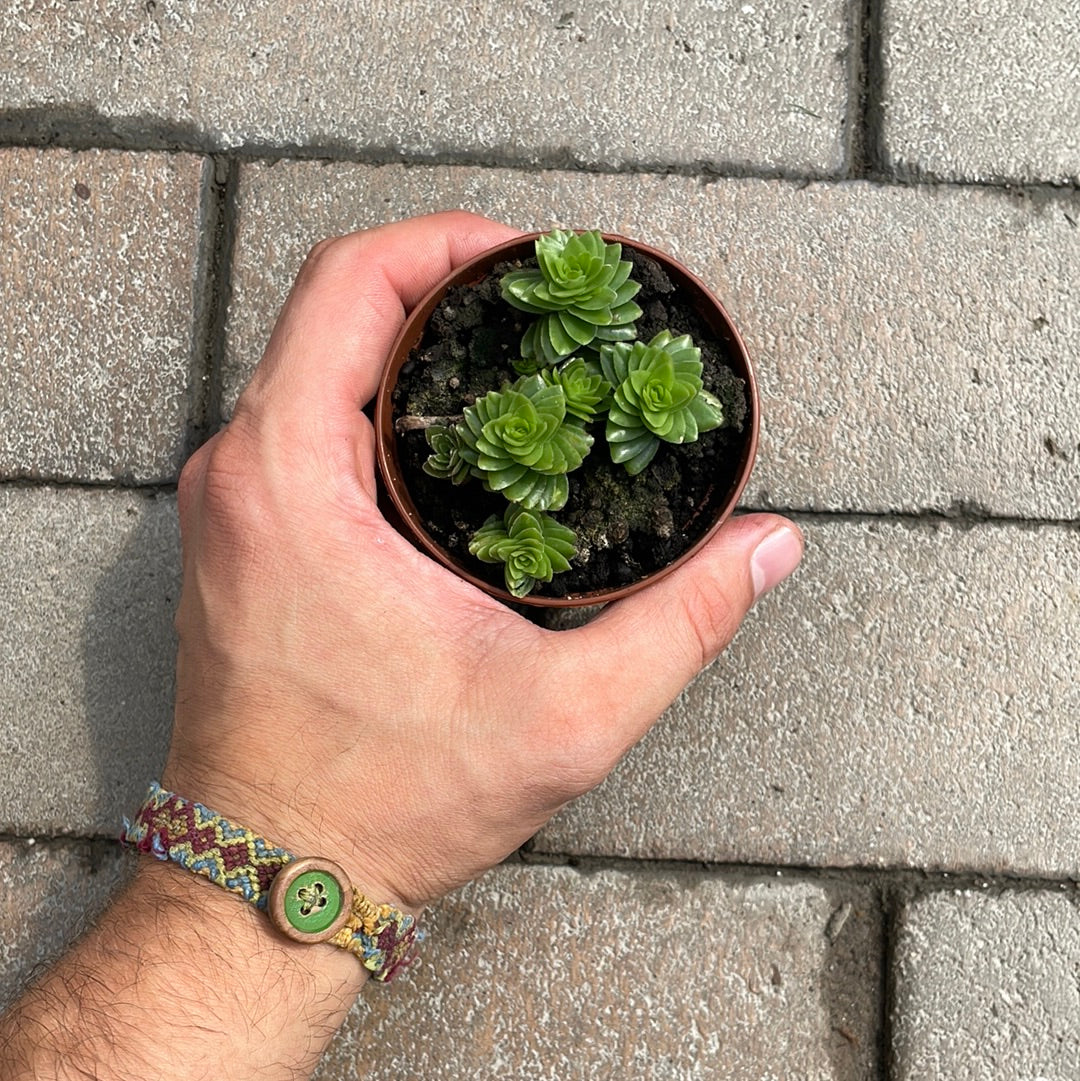 Crassula Spiralis