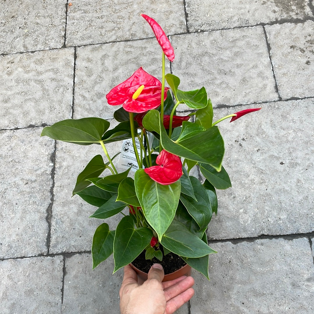 Anthurium Rouge