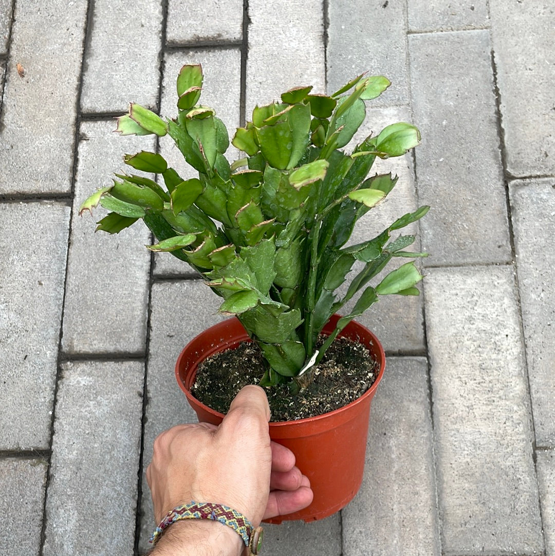 Schlumbergera Truncata