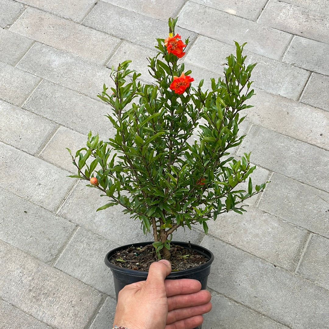 Punica Granatum Nana