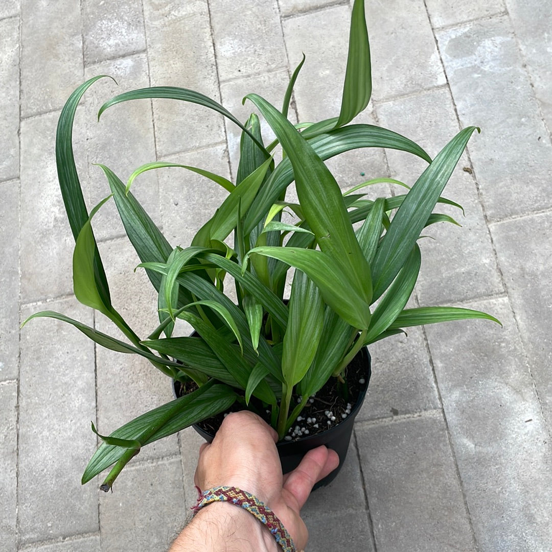 Epipremnum Amplissimum