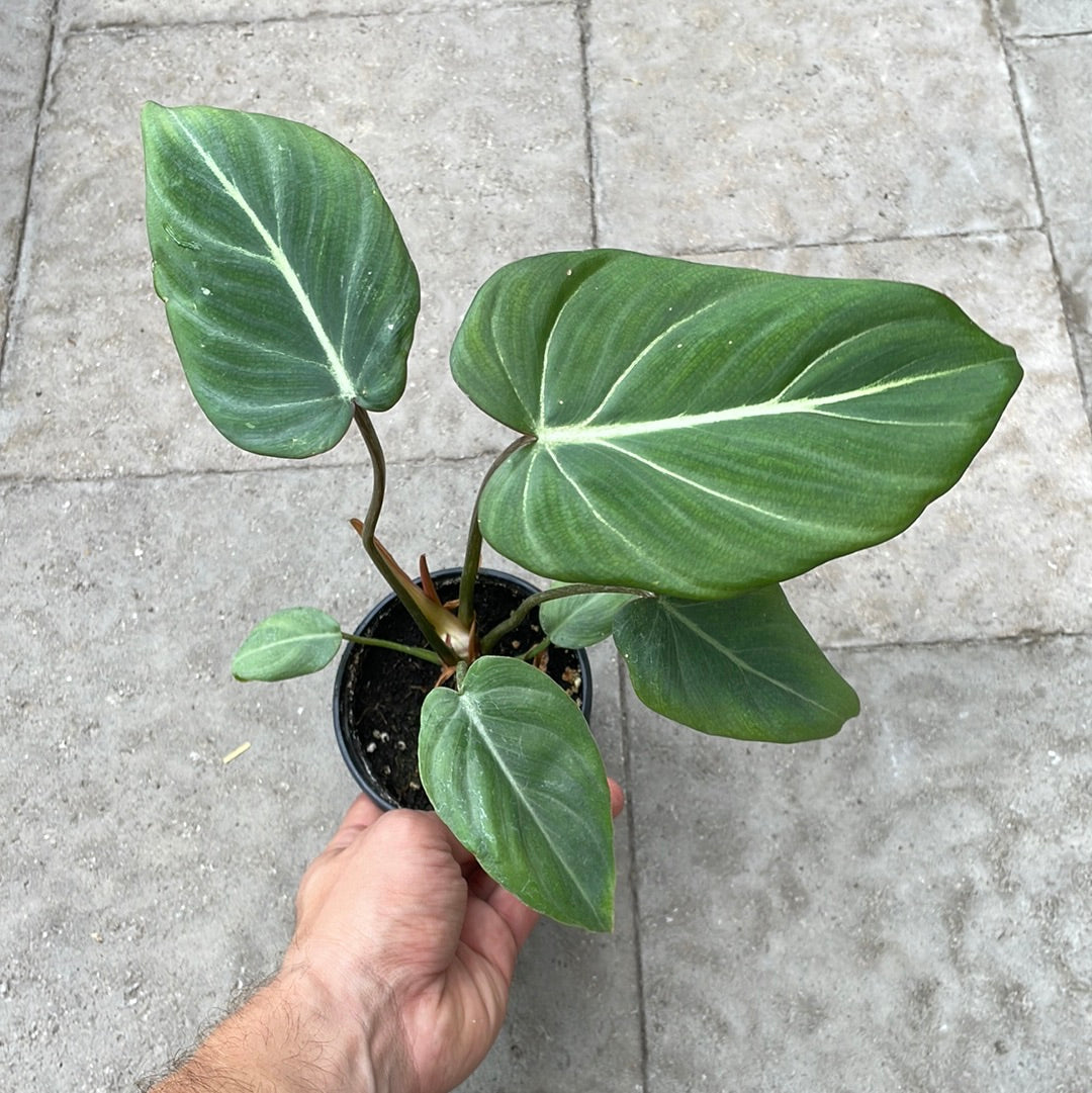 Philodendron Gloriosum