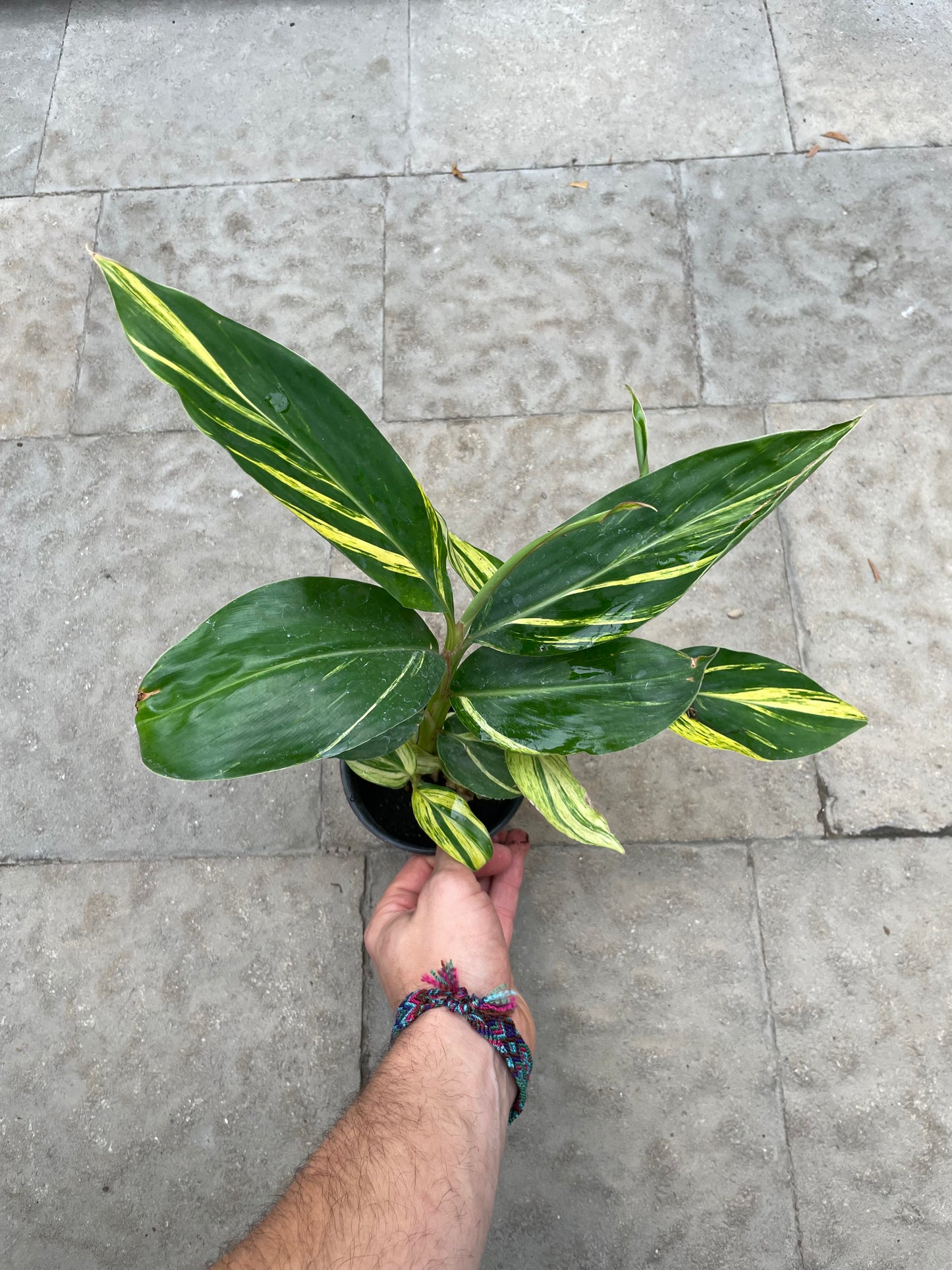 Variegated Shell Ginger