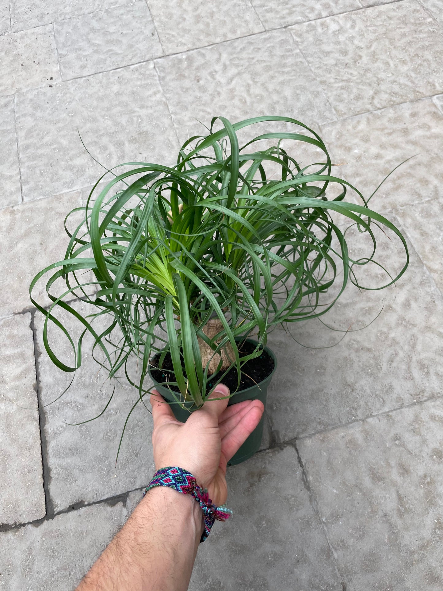 Beaucarnea