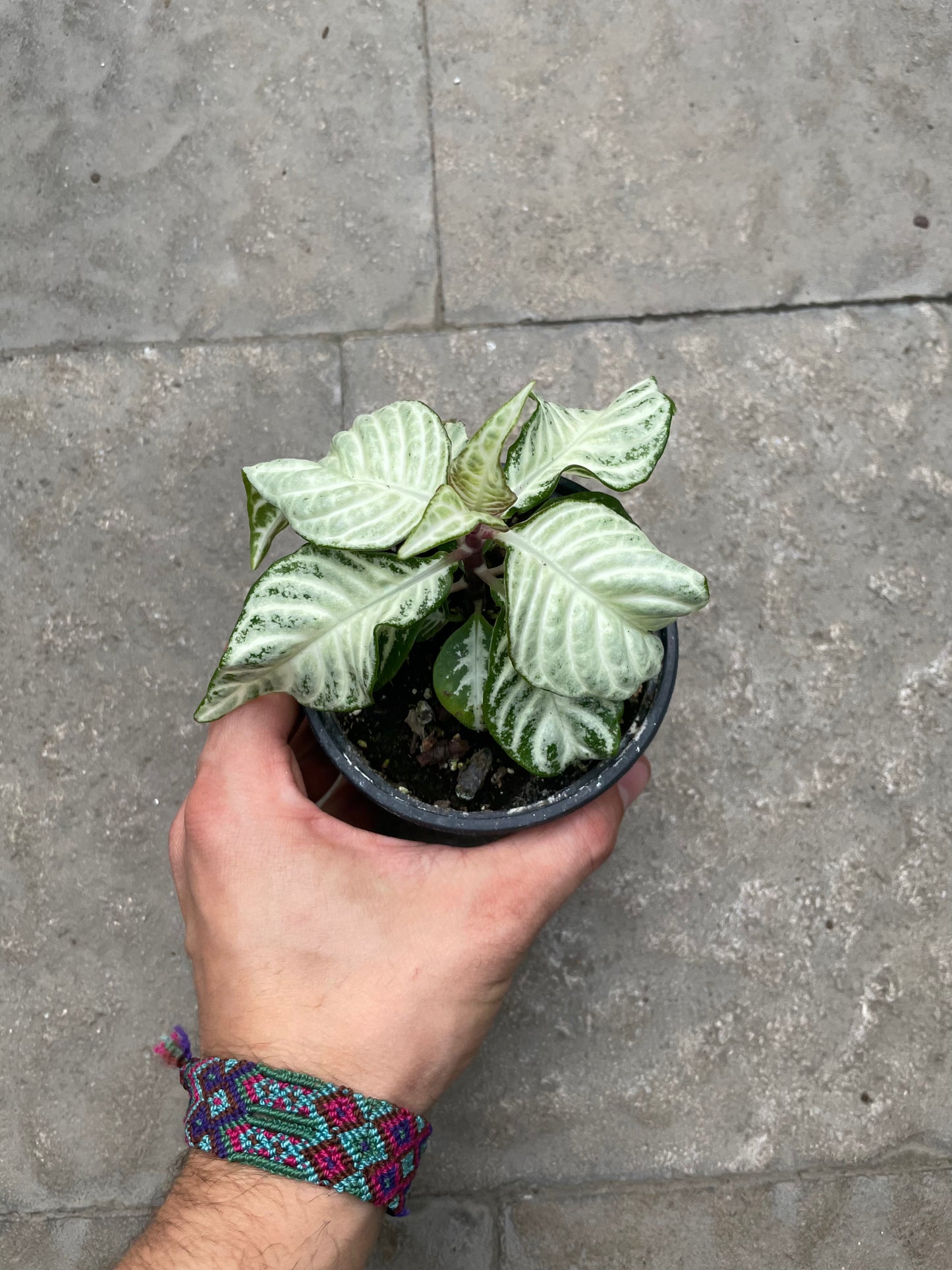 Aphelandra Snowflake