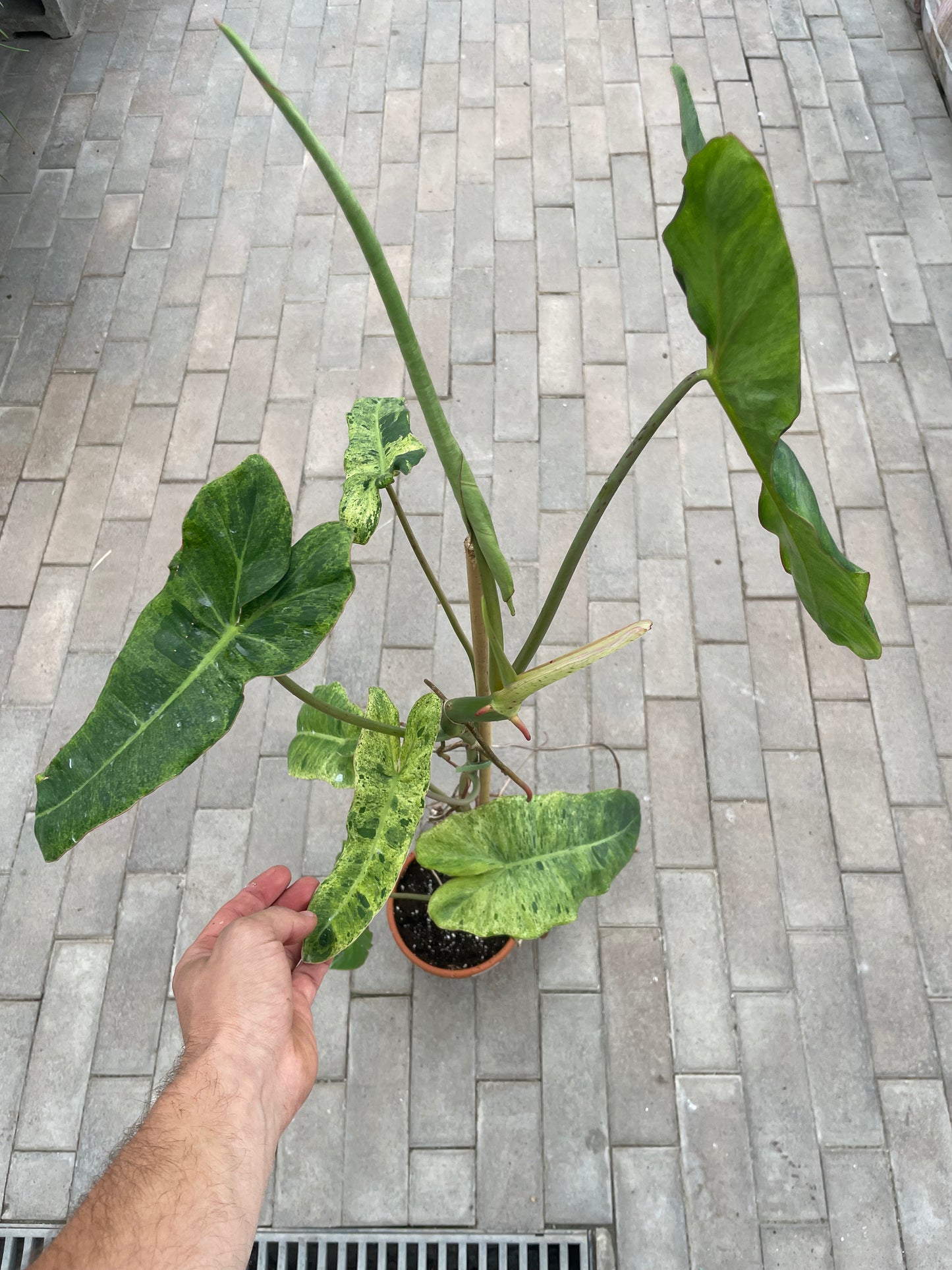 Philodendron Paraiso Verde