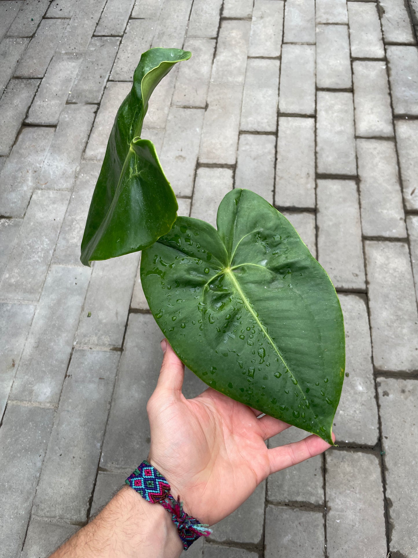 Anthurium Coralinum