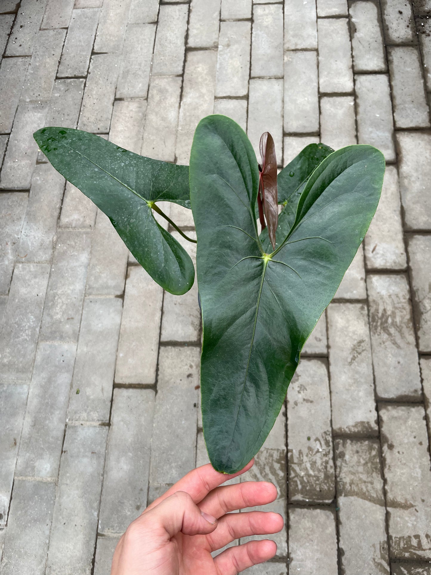 Anthurium Nigrolaminum