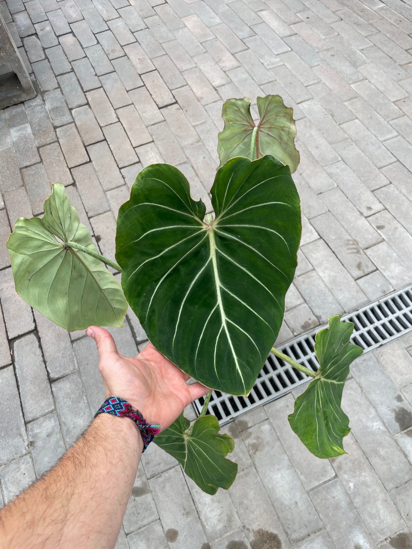 Philodendron Gloriosum