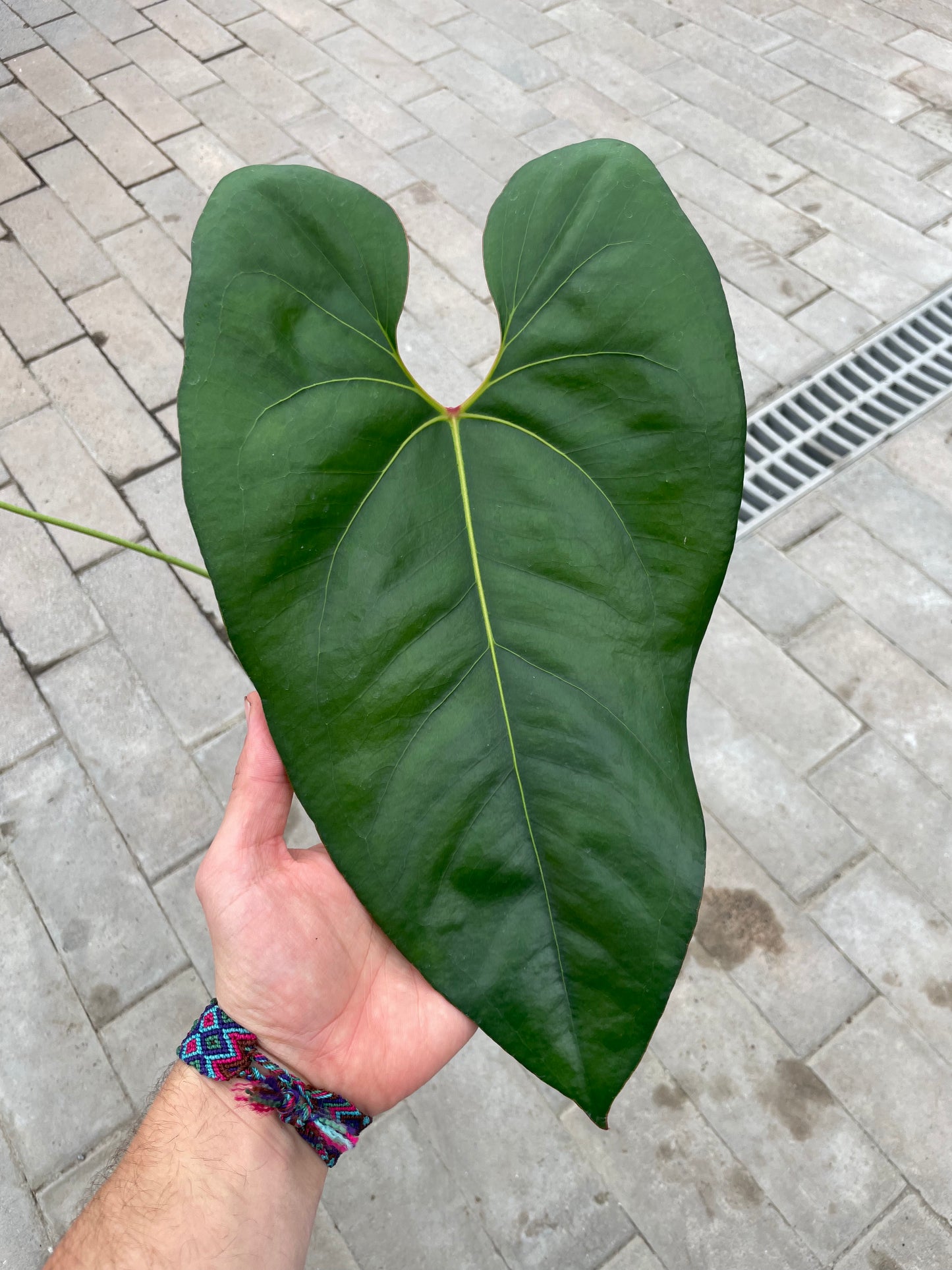 Anthurium Macdanielii