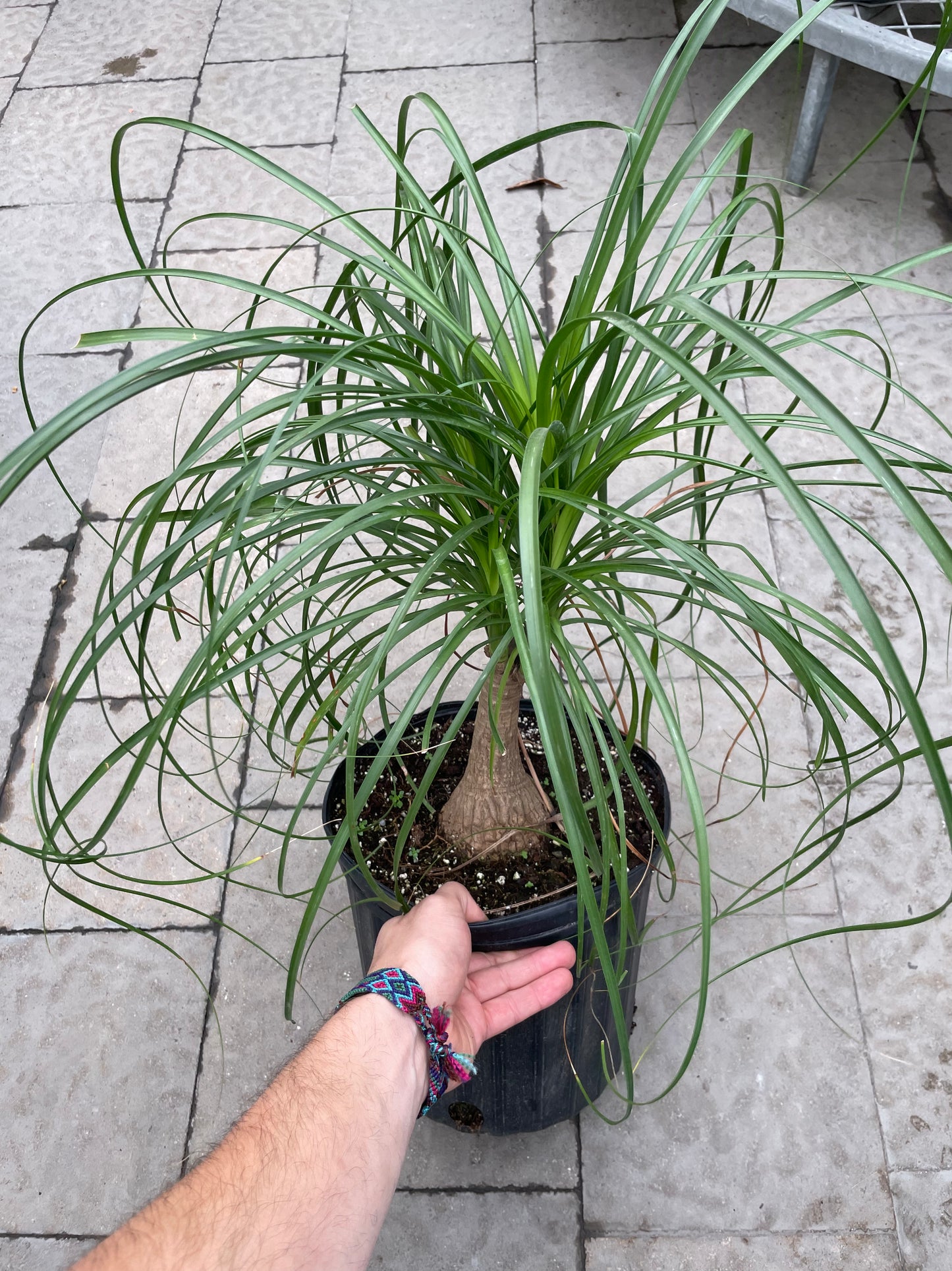 Beaucarnea 10”