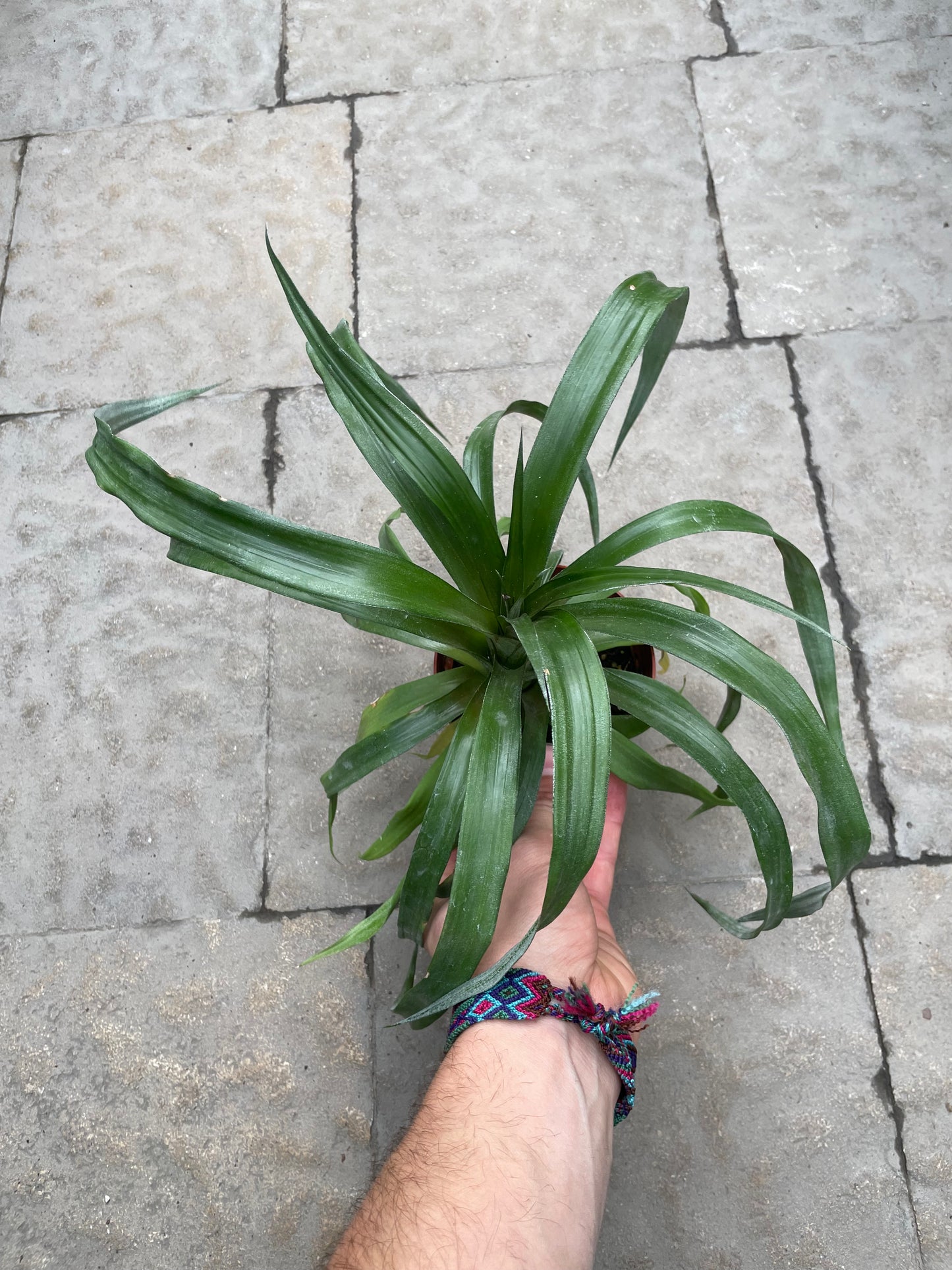 Ananas Sugarloaf
