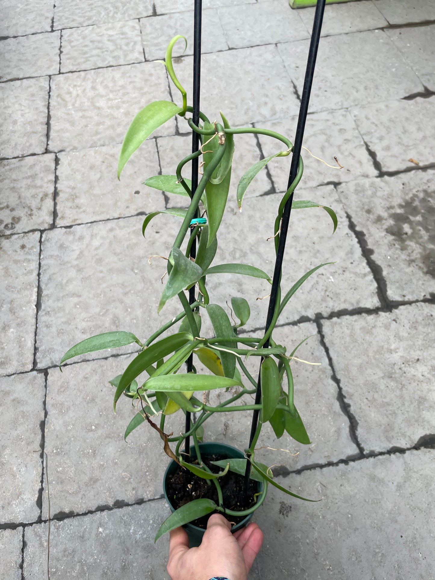 Orchidée Vanille