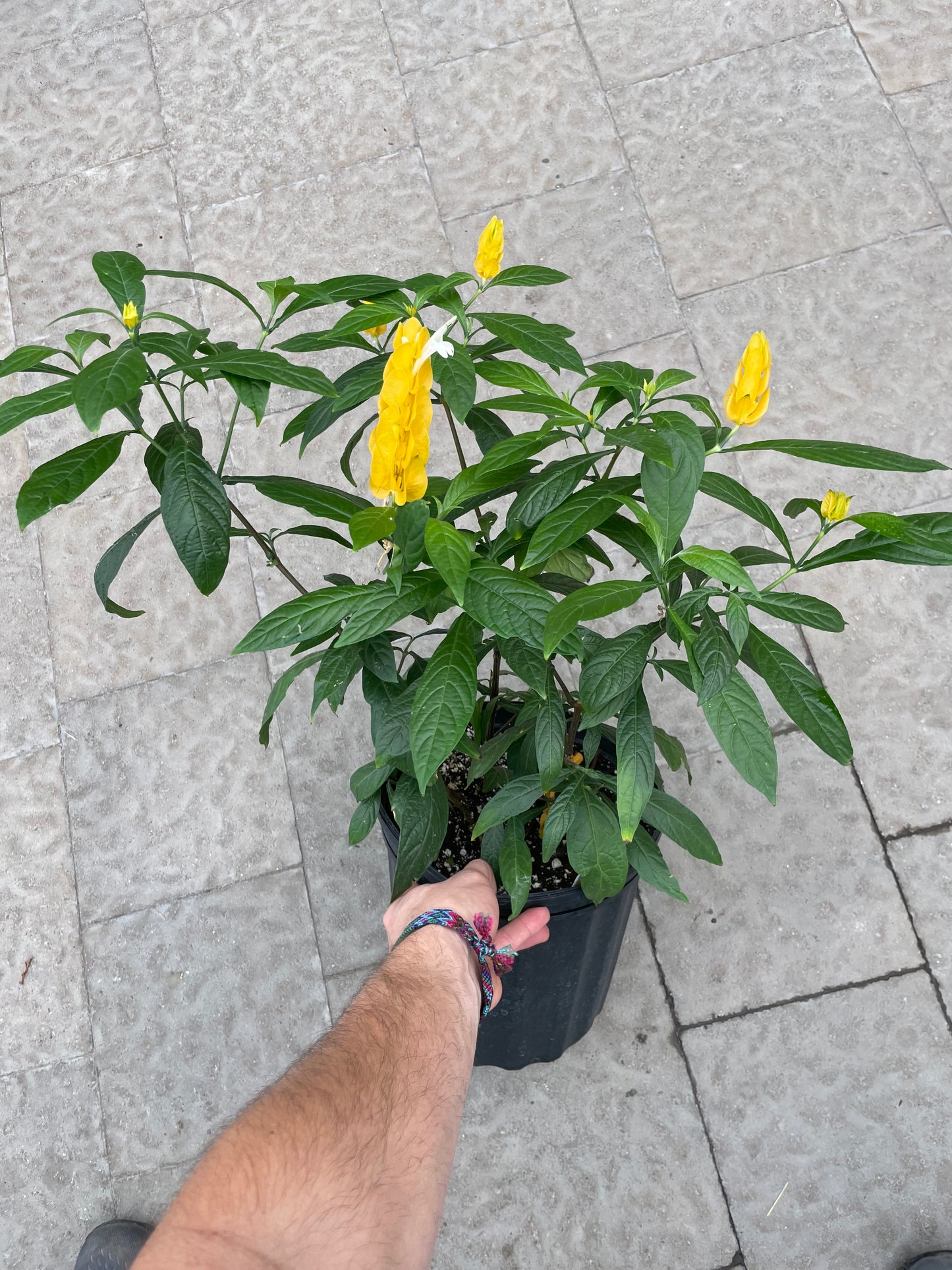 Pachystachys