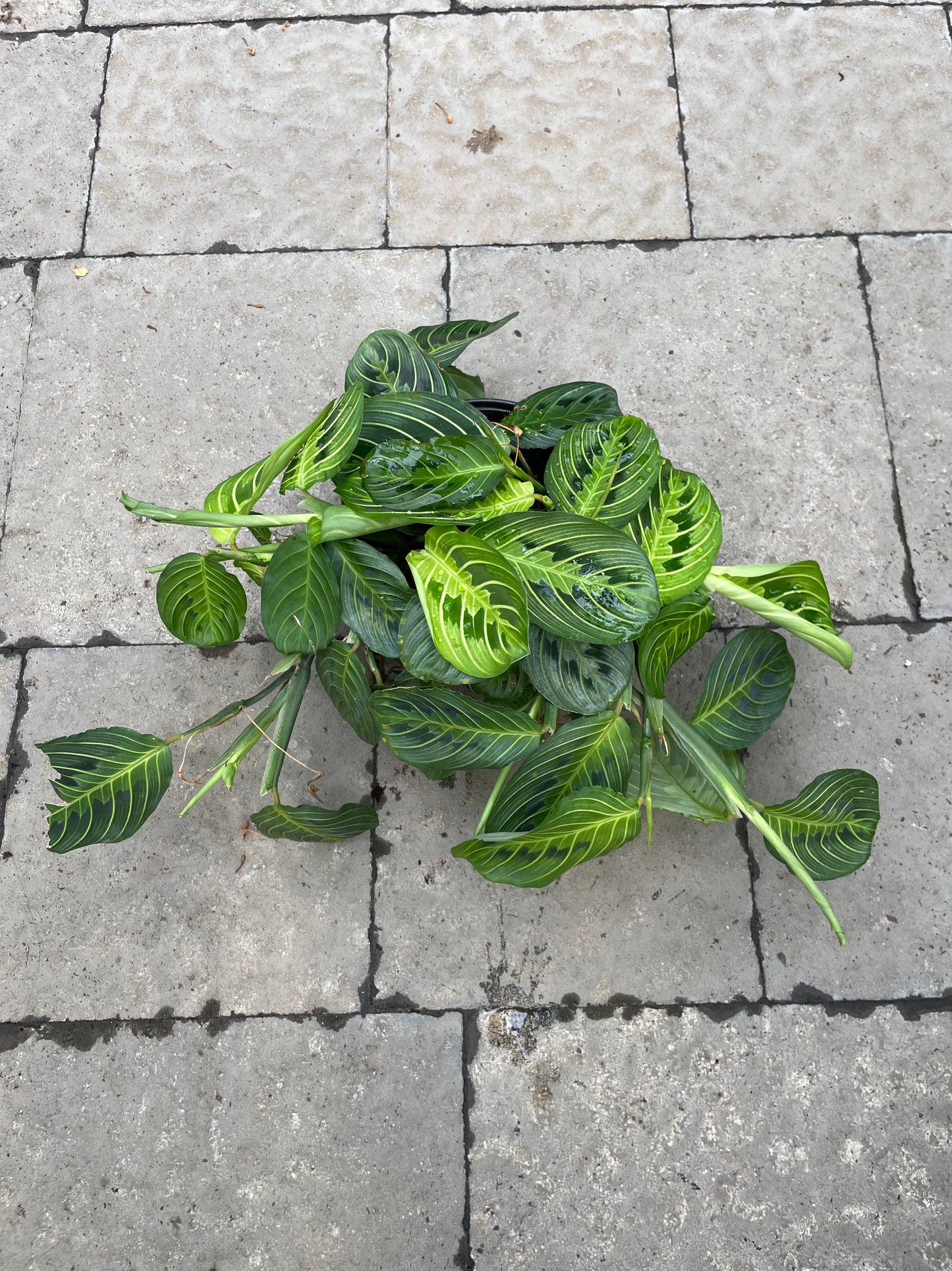 Marantha Lemon Lime