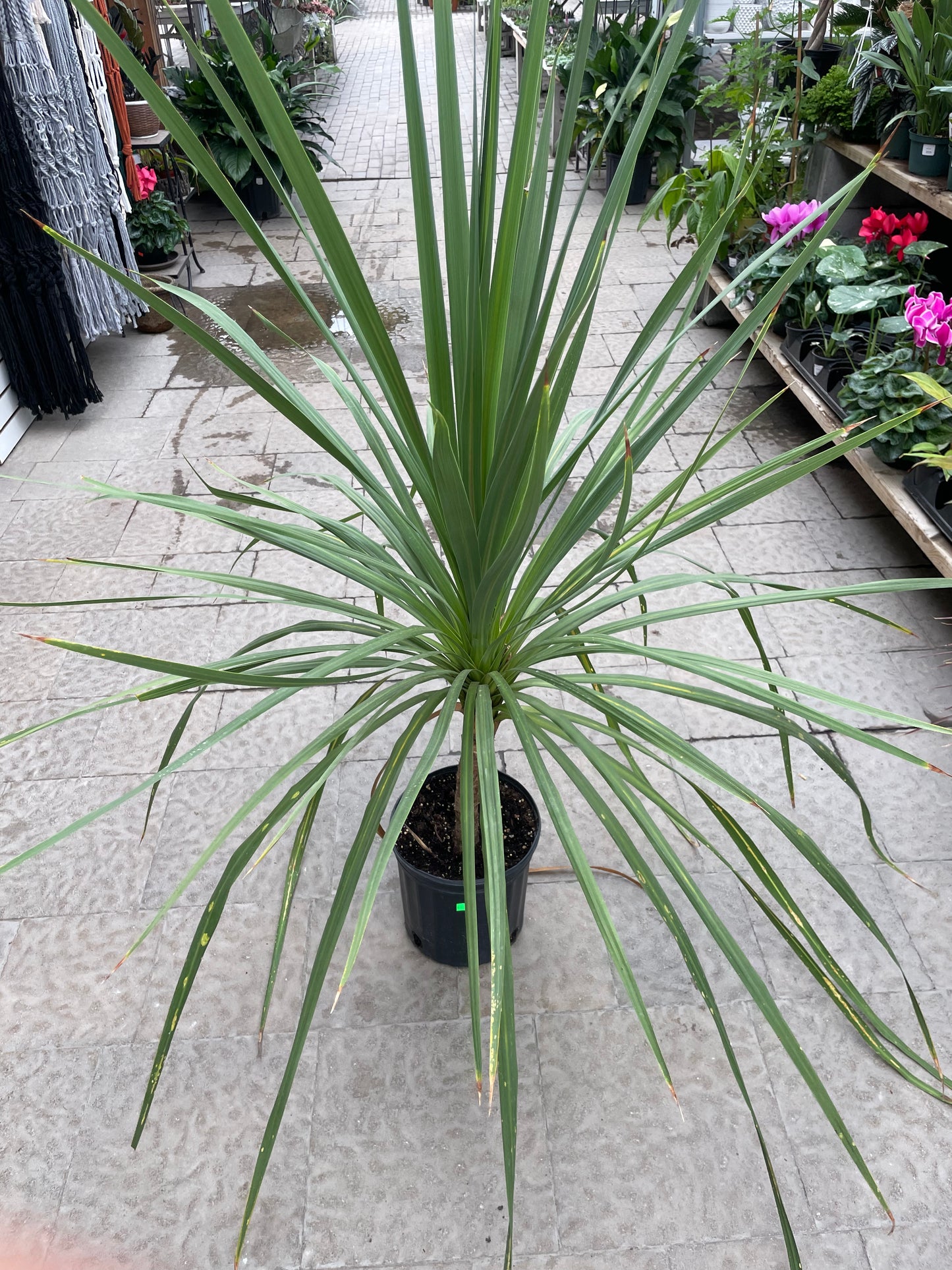 Dracena