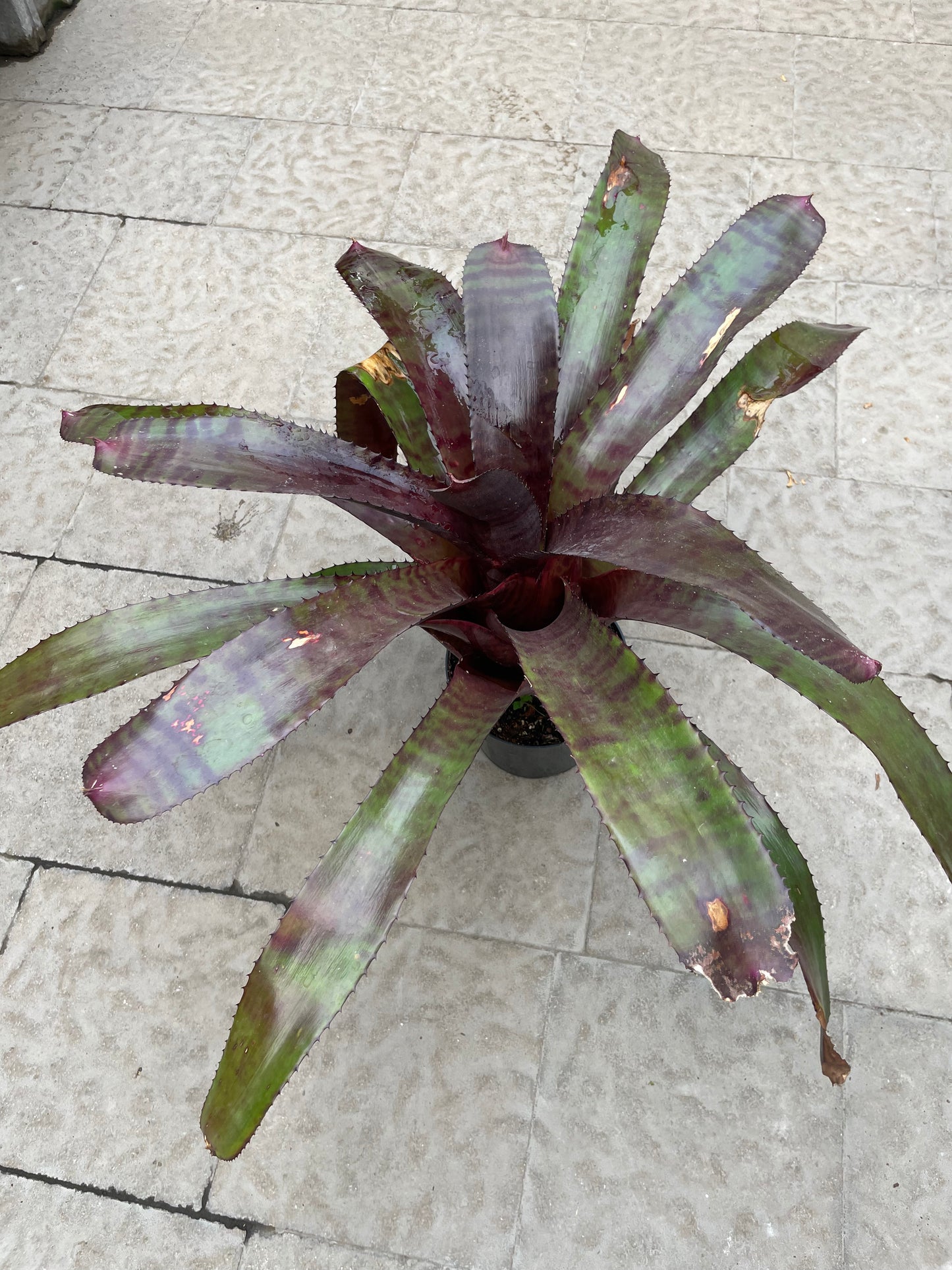 Neoregelia Red Tiger