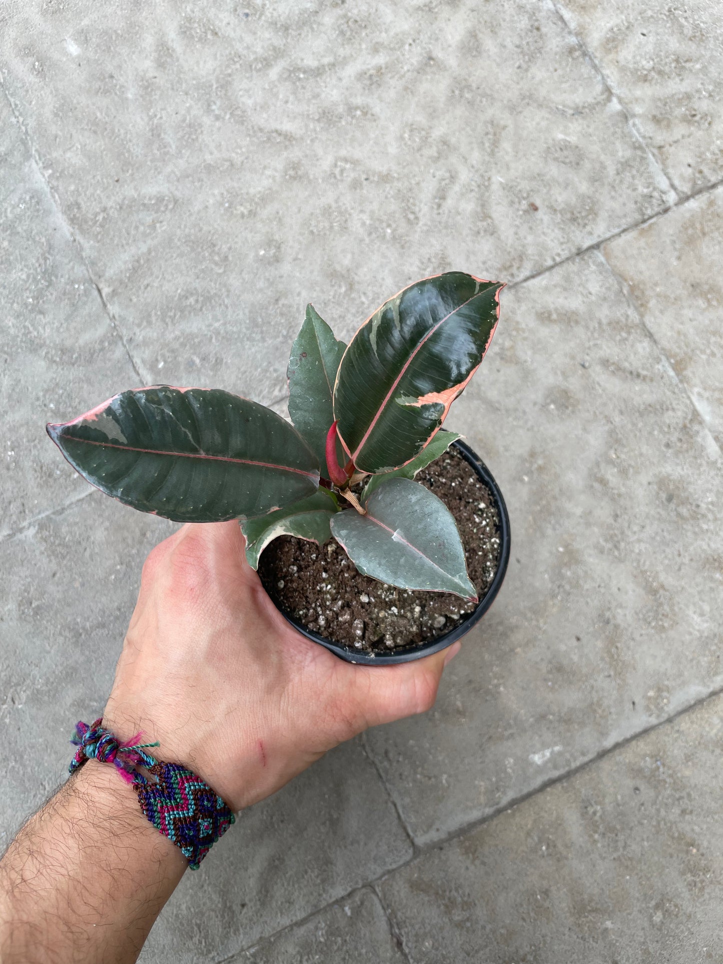 Ficus Elastica Tineke