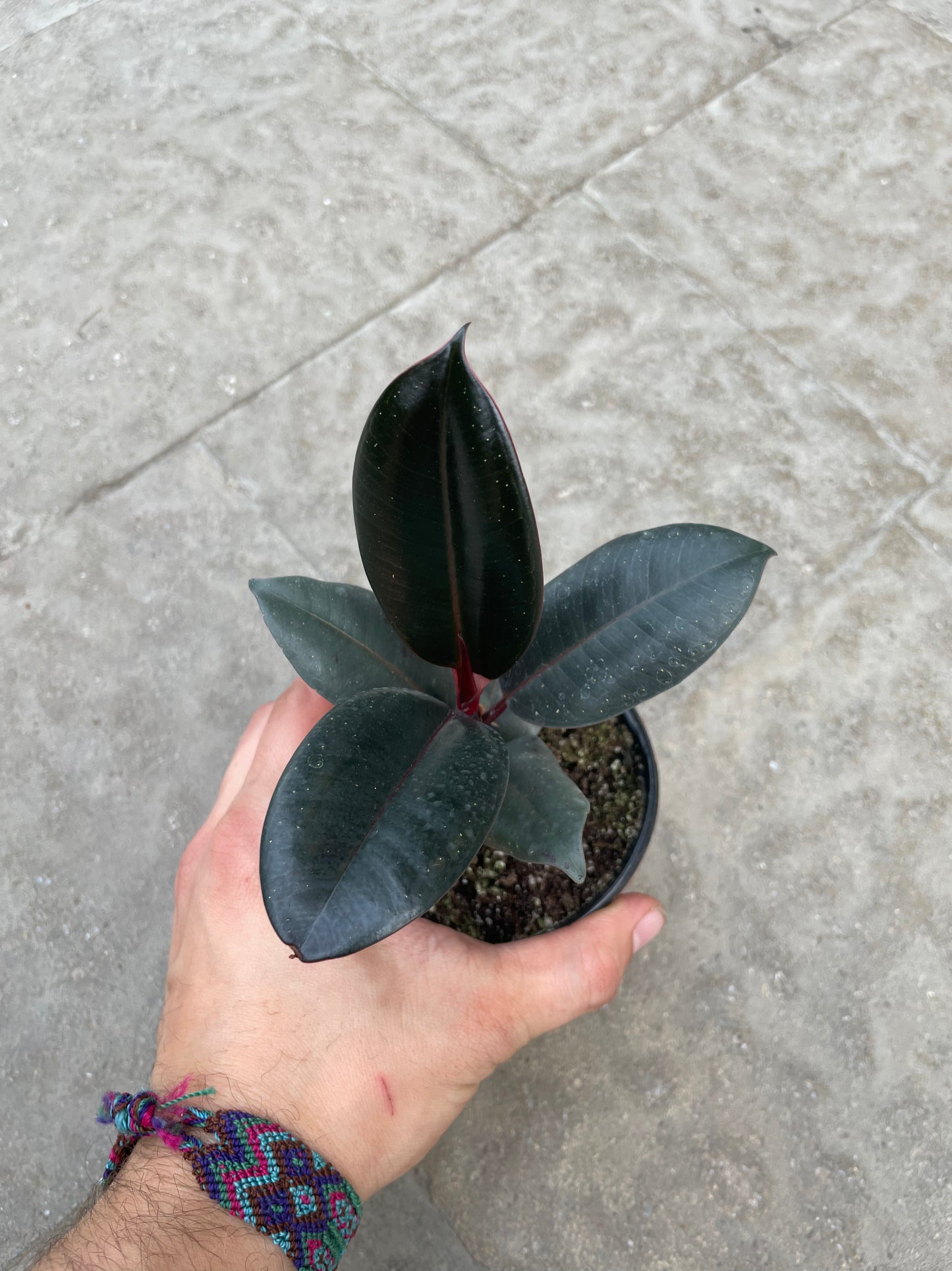 Ficus Elastica Burgundy