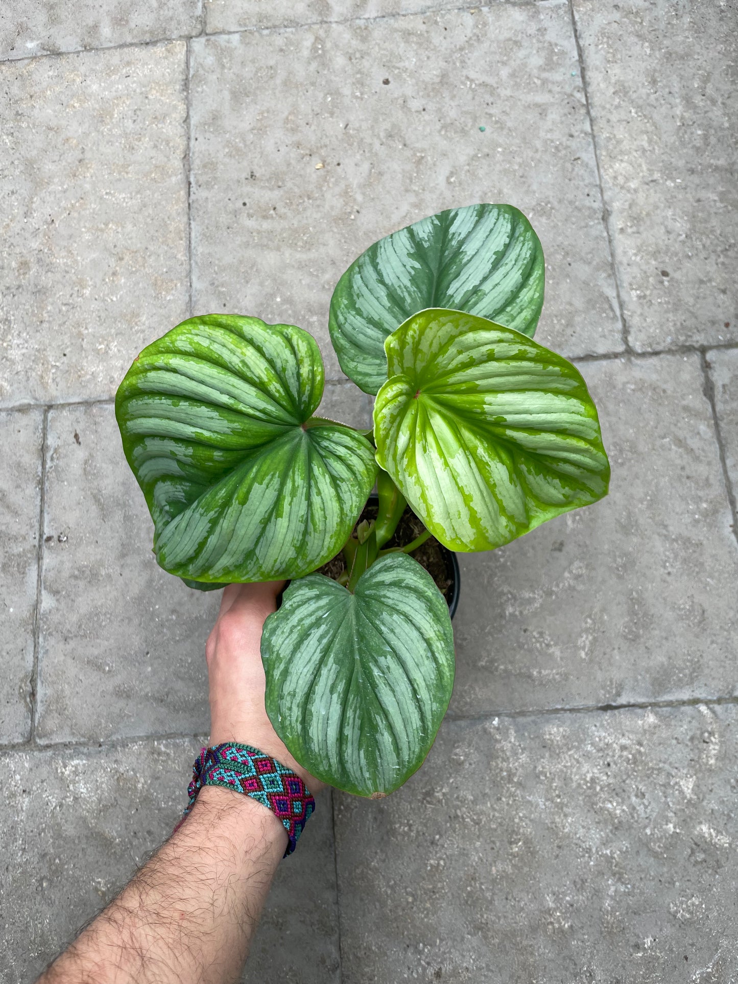 Philodendron Mamei