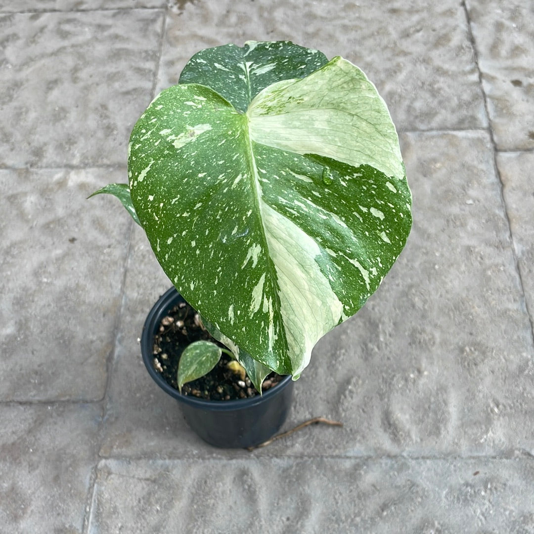 Monstera Thai
