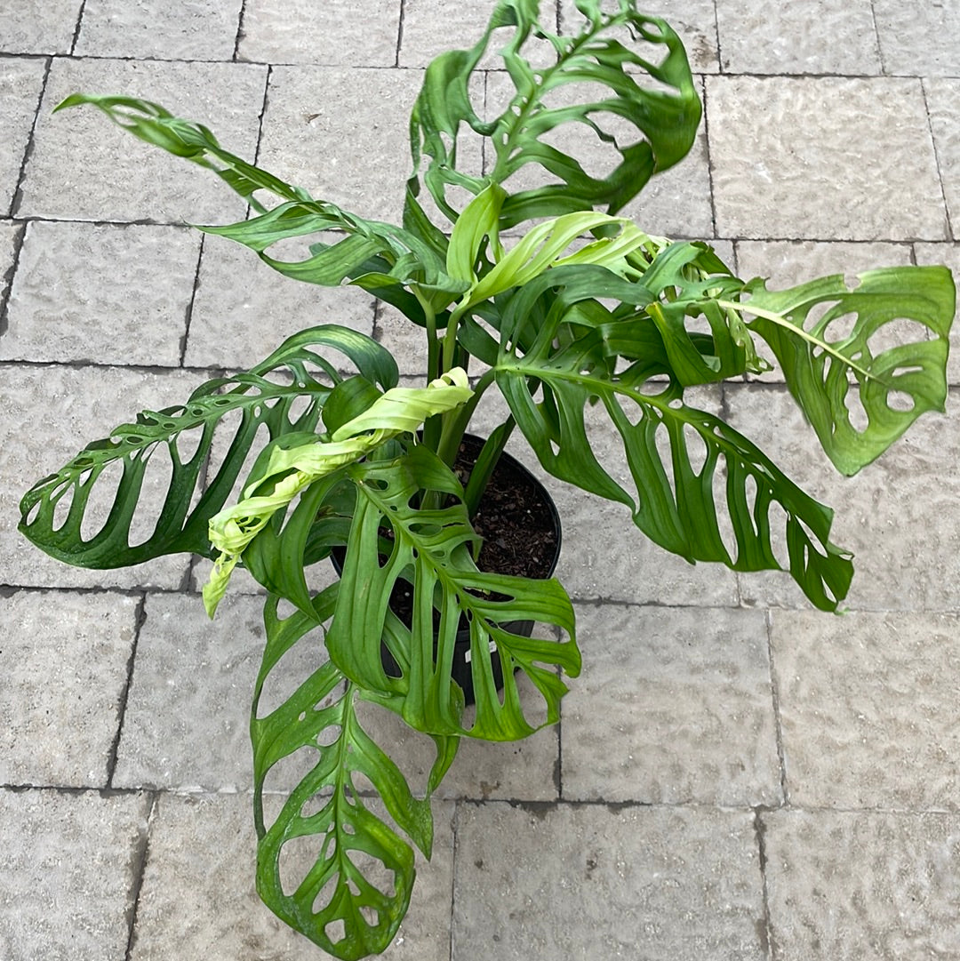 Monstera Esqueleto