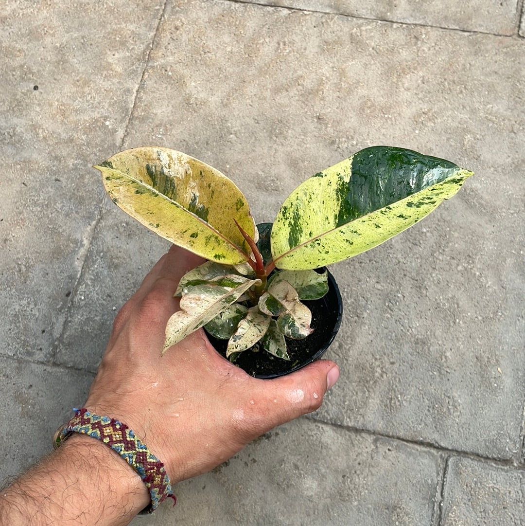 Ficus Moonshine