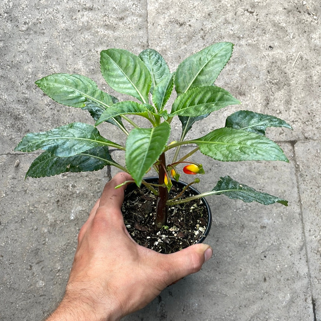 Impatiens de Zanzibar